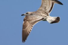 Vega Gull (03) - Copy.jpg