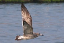 Vega Gull (07) - Copy.jpg