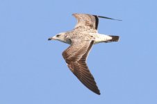 Taimyr Gull (07) - Copy.jpg