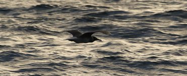 White-eyed Gull is 2.jpg