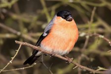 Bullfinch-(2)-fbook.jpg