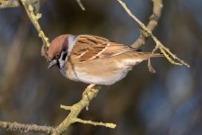 Tree-Sparrow-(10)-fbook.jpg