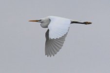 Chinese Egret (01) - Copy.jpg