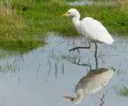 Western Cattle Egret Kalloni SP 29 Dec 2017 photo Giorgis Laskaridis‎ 1.JPG