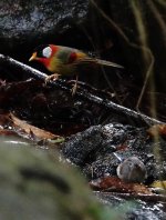 DSC09764 Silver-eared Mesia & Blue-winged Minla @ KFBG.jpg