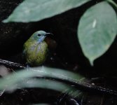 DSC09775 Orange-bellied Leafbird @ KFBG.jpg