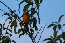 a scarlet Tanager maybe.JPG