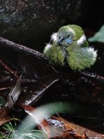 DSC09786 Orange-bellied Leafbird @ KFBG.jpg