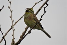 230 Cirl Bunting, Brodsands 19-03-17.JPG