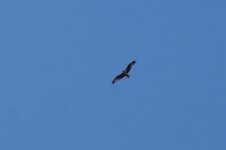 bird of prey over c.p..JPG