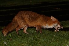 20180328 (1)_Red_Fox.JPG