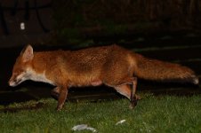 20180328 (3)_Red_Fox.JPG