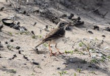 Berthelot's Pipit crop.jpg