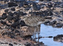 Whimbrel (4) crop.jpg