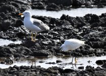 Yellow Legged Gull and Little Egret crop.jpg