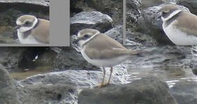 Screen Shot 2018-01-28 at 00.21.21 Plovers.jpg