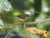 leaf warbler.JPG