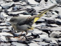 Grey Wagtail.JPG