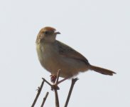 wrbird500cisticola.jpg