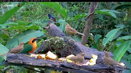 Motmot_Barbet_Image8.jpg