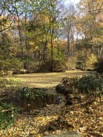 Autumnal Azalea Pond.jpg