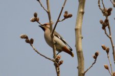 Bohemian Waxwing (1).jpg