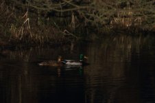 20180101 (1)_Mallard_Bird#1.JPG