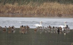 drake smew video 065.jpg