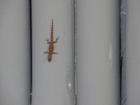 Small lizard at Bom Bom Jan 19.jpg