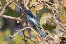 Spangled-Drongo-(13)-fbook.jpg