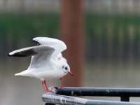 black-headed gull landing (3).jpg