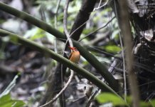 sula dwarf kingfisher.JPG