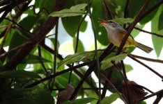 DSC08110 Mountain Tailorbird @ Ng Tung Chai.jpg