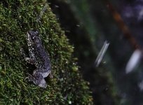 DSC08105 HK Cascade Frog @ Ng Tung Chai.jpg