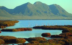 birding salinas cabo de gata.jpg