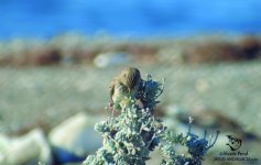 lesser short toed lark spain.jpg