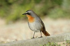 Cape Robin-Chat rsa 1.jpg