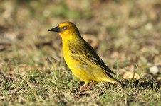 Cape Weaver rsa 2.jpg