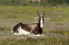 Bontebok rsa 1.jpg