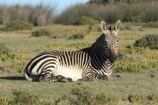 Cape Mountain Zebra rsa 1.jpg