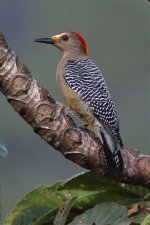 _85A6508 Golden fronted Woodpecker.jpg