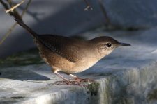 _85A6391 House Wren.jpg