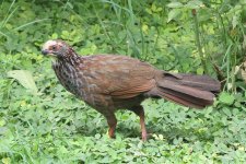 _85A7088 Buffy crowned Wood Partridge.jpg