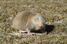 Cape Dune Mole Rat rsa 1.jpg