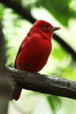 _85A8280 Summer Tanager.jpg