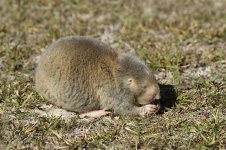 Cape Dune Mole Rat rsa 3.jpg