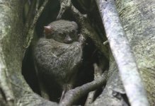 spectral tarsier.JPG