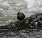 American Dipper.jpg