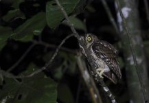 mol scops owl2.JPG