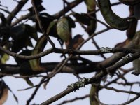 Rusty Flowerpiercer? #2.jpg